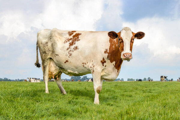 Cow standing full length in front view and copy space, red and white dairy milk cattle, a blue sky and horizon over land in the Netherlands