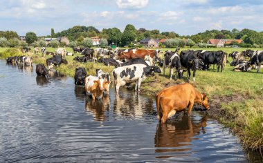 Yüzen inekler, serinlemek ve nehirde içmek, bir yaz öğleden sonra banyo yapmak.