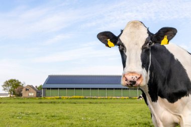 Tam kenarına bakan şirin bir inek.