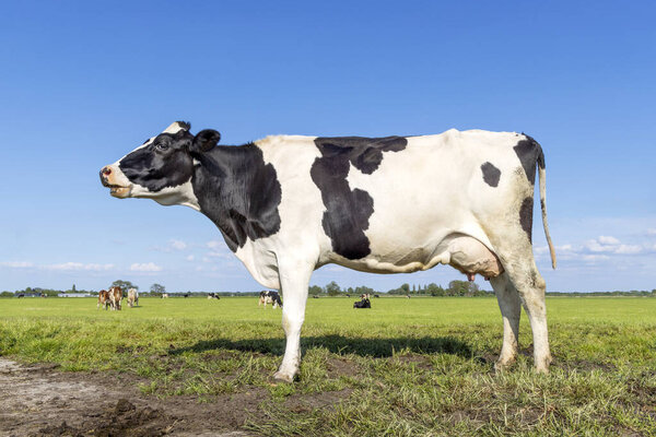Cow lonely in a field black and white, standing milk cattle, a blue sky and horizon over land in the Netherlands