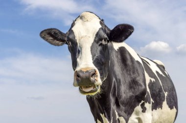 Portrait of a cow mooing, a cute chewing one, with white blaze and black nose and friendly looking in front of  a blue sky clipart