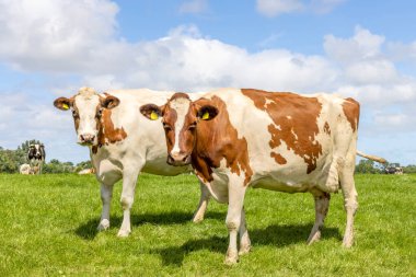 İki inek yan yana, kırmızı ve beyaz, mavi gökyüzünün altında ve ufukta yeşil bir tarlada meraklı görünüyor.