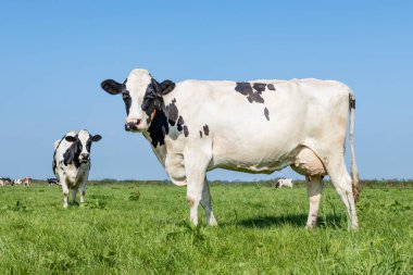 İnek sütü sığırları siyah ve beyaz, Holstein hayvanları, memeleri büyük ve dolu ve memeli damarları, yeşil bir tarla ve mavi gökyüzü