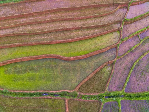 Indonezyjska Sceneria Polami Ryżowymi Które Właśnie Zostały Zaorane — Zdjęcie stockowe