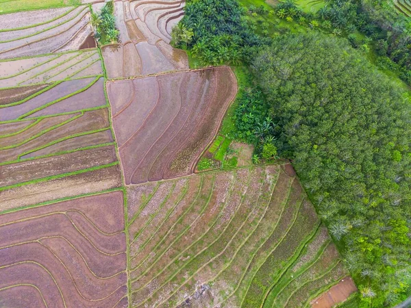 Indonéská Scenérie Rýžovými Poli Dopoledních Hodinách Krásné Vysoké Hory — Stock fotografie