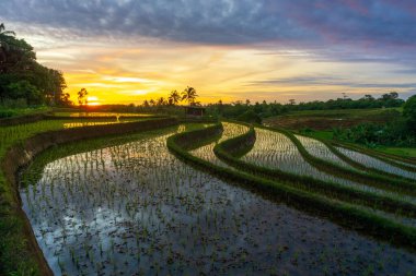 Pirinç ekme mevsiminin başlangıcındaki Endonezya pirinç tarlalarının manzarası dağlar ve sabah güneşi