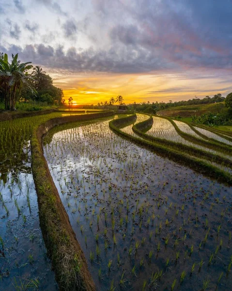 stock image view of Indonesian rice fields at the start of the rice planting season with mountains and the morning sun