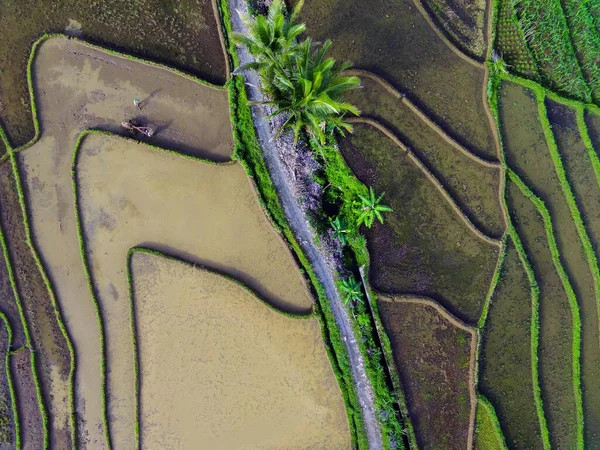Vista Arrozais Indonésios Com Bacias Terraços Agricultores Trabalho — Fotografia de Stock