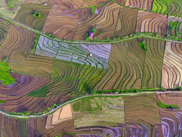 Endonezya Pirinç Tarlalarının Güzel Renkli Teras Havzalarıyla Manzarası — Stok fotoğraf