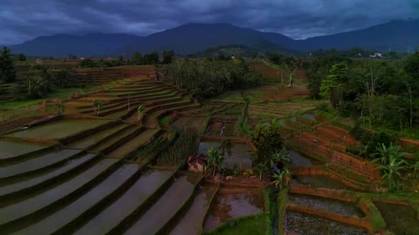 印度尼西亚美丽的自然景观在早上 稻田的全景 梯田秀丽 稻田碧绿 阳光灿烂 — 图库视频影像