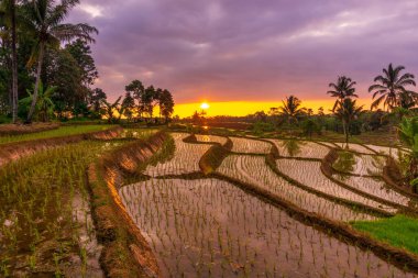 Sabahları Endonezya manzarası, gün batımında güzel pirinç tarlalarının yansıması.