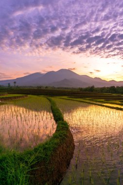 Sabahları Endonezya manzarası, sabahları pirinç tarlalarının güzel manzarası.