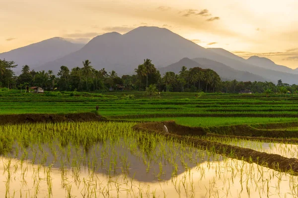 Άποψη Της Ινδονησίας Πρωί Θέα Των Πράσινων Ορυζώνες Και Βουνά — Φωτογραφία Αρχείου