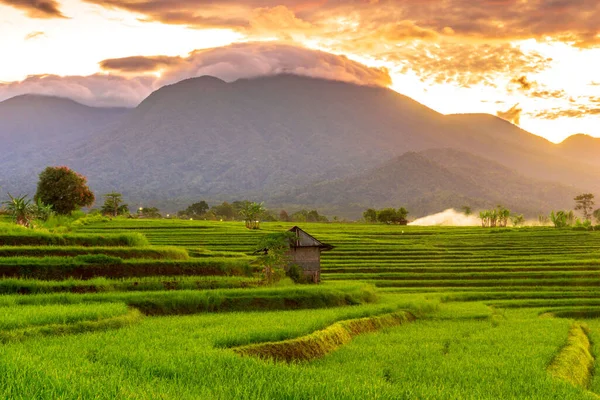 Виды Индонезии Утром Красивые Виды Рисовых Полей Восходе Солнца — стоковое фото
