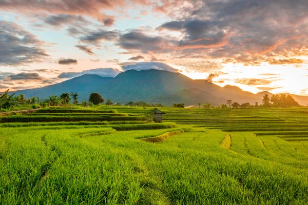 Kilátás Indonézia Reggel Kilátás Sárga Rizs Mezők Hegyek Napkeltekor — Stock Fotó