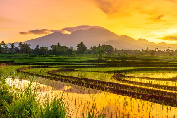 Indonéz Táj Reggel Zöld Rizs Mezők Napkelte Fényesen Hegy Felett — Stock Fotó
