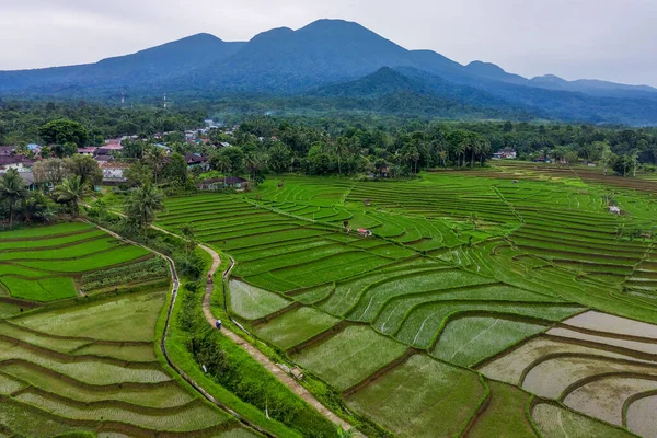 Paesaggio Indonesiano Mattino Risaie Verdi Montagne Blu — Foto Stock