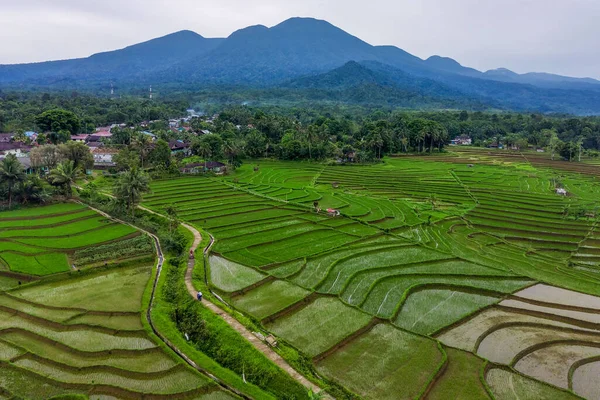 Paisaje Indonesio Por Mañana Campos Arroz Verde Montañas Azules —  Fotos de Stock