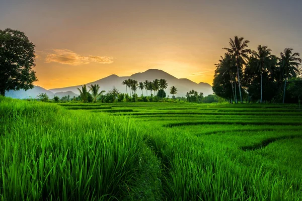 朝のインドネシアの風景 緑の田んぼの村の雰囲気 — ストック写真