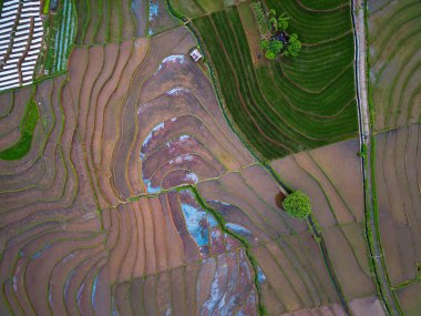 Endonezya 'nın güzel sabah manzarası. Güzellik rengi ve gökyüzü doğal ışıklarıyla Panorama manzara çeltik tarlaları