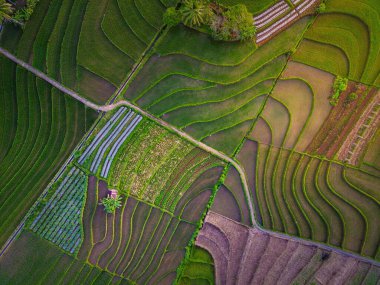 Endonezya pirinç tarlasında yeşil pirinç teraslarıyla Asya 'nın havadan görünüşü
