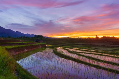Dağların ve pirinç tarlalarının üzerinde güneş doğarken Asya manzarası