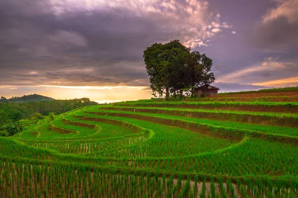 Природные Пейзажи Зеленого Риса Красивые Закаты Горах — стоковое фото