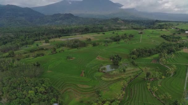 Утренний Вид Индонезию Видом Рисовые Поля Красотой Красок — стоковое видео