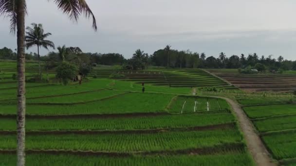 パノラマでインドネシアの美しい朝の景色色の美しさと田んぼの景色 — ストック動画