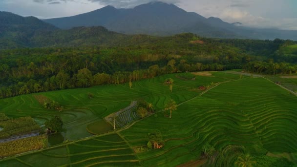 Beautiful Morning View Indonesia Panorama View Rice Fields Beauty Colors — Stock video