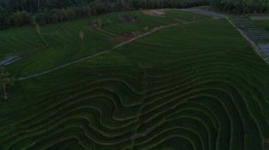 Beautiful morning view of Indonesia with Panorama View of the rice fields with the beauty of the colors