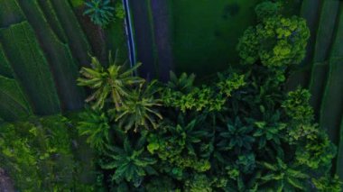Beautiful morning view of Indonesia with Panorama View of the rice fields with the beauty of the colors