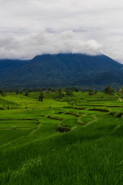 Beautiful morning view from Panorama View of Indonesian rice fields with mountain