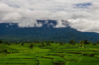 Beautiful morning view from Panorama View of Indonesian rice fields with mountain