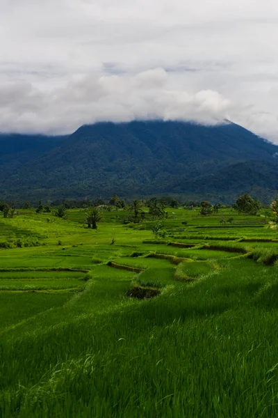Beautiful morning view from Panorama View of Indonesian rice fields with mountain