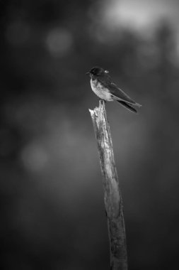 Beautiful morning view indonesia Panorama Landscape paddy fields with beauty color and sky natural light