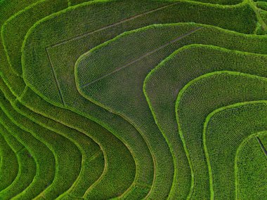 Beautiful morning view indonesia Panorama Landscape paddy fields with beauty color and sky natural light