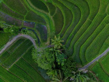 Beautiful morning view indonesia Panorama Landscape paddy fields with beauty color and sky natural light