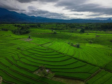 Beautiful morning view indonesia Panorama Landscape paddy fields with beauty color and sky natural light