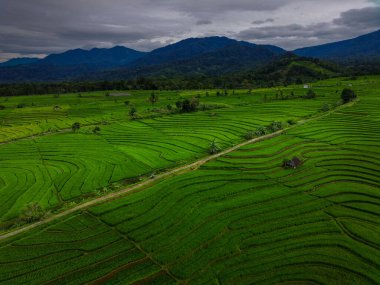 Beautiful morning view indonesia Panorama Landscape paddy fields with beauty color and sky natural light