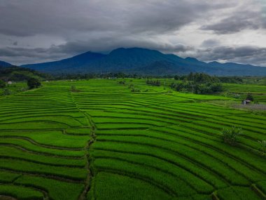Beautiful morning view indonesia Panorama Landscape paddy fields with beauty color and sky natural light