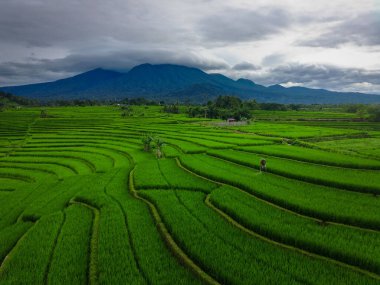 Beautiful morning view indonesia Panorama Landscape paddy fields with beauty color and sky natural light