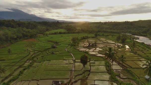 Beautiful Morning View Indonesia Panorama Landscape Paddy Fields Beauty Color — Video
