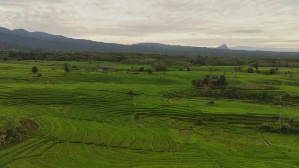 Beautiful Morning View Indonesia Panorama Landscape Paddy Fields Beauty Color — Video