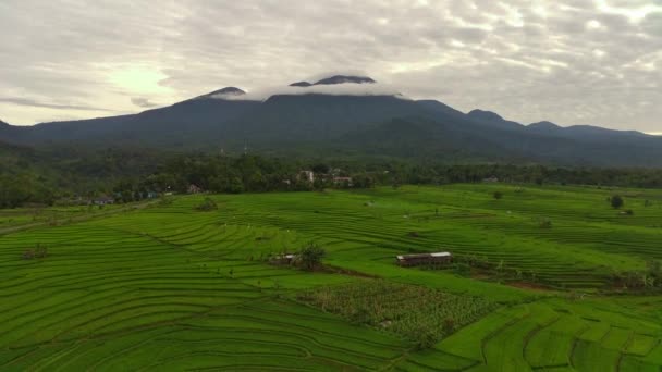 美しい朝の景色インドネシアパノラマ美しい色と空の自然光を持つ風景水田 — ストック動画