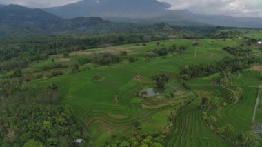 Beautiful morning view indonesia Panorama Landscape paddy fields with beauty color and sky natural light