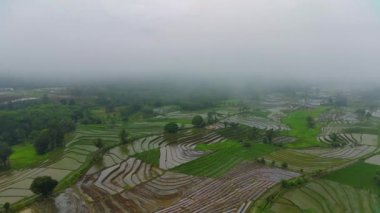 Beautiful morning view indonesia Panorama Landscape paddy fields with beauty color and sky natural light