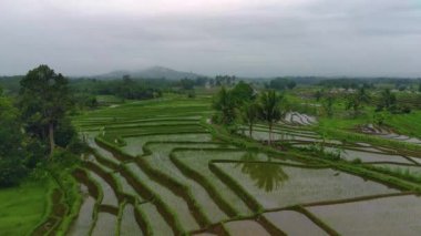 Beautiful morning view indonesia Panorama Landscape paddy fields with beauty color and sky natural light