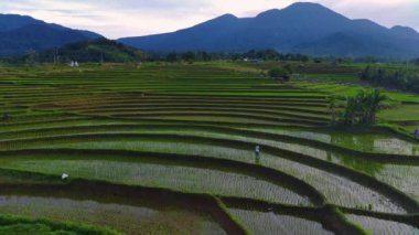 Beautiful morning view indonesia Panorama Landscape paddy fields with beauty color and sky natural light