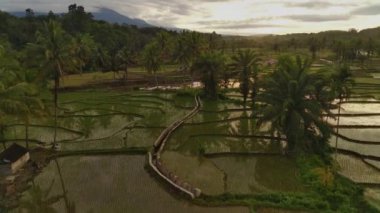 Beautiful morning view indonesia Panorama Landscape paddy fields with beauty color and sky natural light